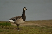 Barnacle goose